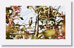 Bee Hummingbird