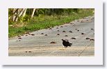 Turkey Vulture
