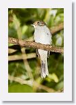 Cuban Solitaire