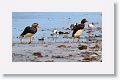 Falkland Flightless Steamer Ducks