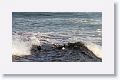 Gentoo Penguins