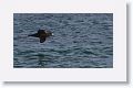 Southern Giant-Petrel