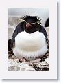 Rockhopper Penguin on egg