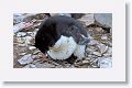 Rockhopper Penguin with chick