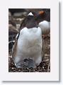 Gentoo Penguin with chicks