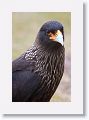 Striated Caracara