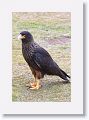 Striated Caracara