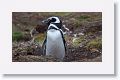 Magellanic Penguin