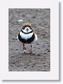 Two-banded Plover