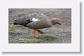 Upland Goose