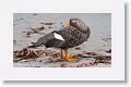 Kelp Goose