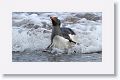 Gentoo Penguin