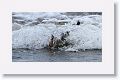 Gentoo Penguin