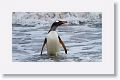 Gentoo Penguin