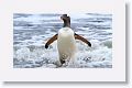 Gentoo Penguin