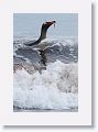 Gentoo Penguin