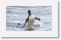 Gentoo Penguin