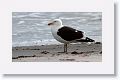 Kelp Gull