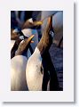 Gentoo Penguins