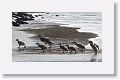 Flying Steamer Ducks