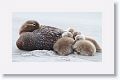 Flying Steamer Ducks