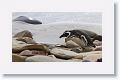 Magellanic Penguin