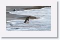 Magellanic Penguin