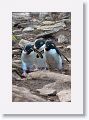 Rockhopper Penguins
