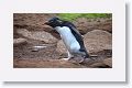 Rockhopper Penguin