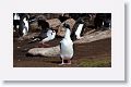 King Cormorant, Dolphin Gull and Rockhopper Penguins