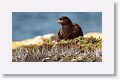 Striated Caracara