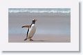 Gentoo Penguin