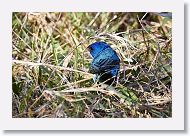 Indigo Bunting