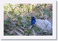 Indigo Bunting