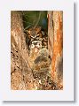 Great Horned Owl nest tree near North Beach shelter 6 for early light
