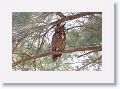 The adult male Great Horned Owl can often be found during the day closer to the beach