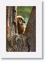 The Great Horned Owl chicks are growing quickly