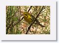 Pine Warbler