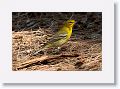 Pine Warbler