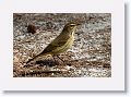 Pine Warbler
