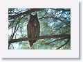 The male Great Horned Owl was in his usual morning spot taking a nap
