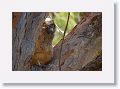 The remaining Great Horned Owl chick on nest tree near North Beach shelter 6 in morning light
