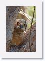 The remaining Great Horned Owl chick on nest tree near North Beach shelter 6 in morning light