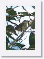 Red-eyed Vireo