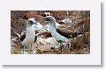 Blue-footed Boobies, male on the right