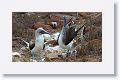 Blue-footed Boobies, male on the right