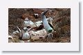 Blue-footed Boobies, male on the right