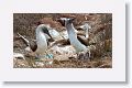 Blue-footed Boobies, male on the right