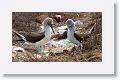 Blue-footed Boobies, male on the right