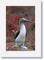 Blue-footed Booby, male